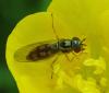 Melanostoma sp.